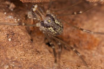 Media type: image; Invertebrate Zoology 29238
